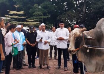 Ketua DPRD Bogor Bagikan 48 Sapi Kurban dari Prabowo 