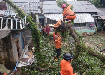 Pohon Alpukat Setinggi 8 Meter Tumbang Menimpa Rumah di Muara Bogor