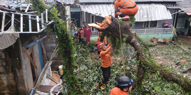 Pohon Alpukat Setinggi 8 Meter Tumbang Menimpa Rumah di Muara Bogor