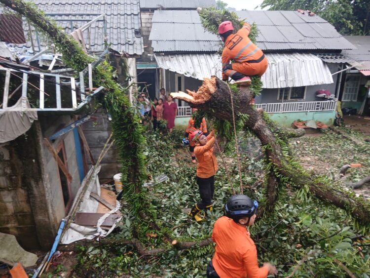 Pohon Alpukat Setinggi 8 Meter Tumbang Menimpa Rumah di Muara Bogor