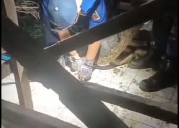 Hih Serem! Ular Sanca Masuk Rumah Warga di Cipaku Bogor, Ditemukan sedang Melilit Kucing