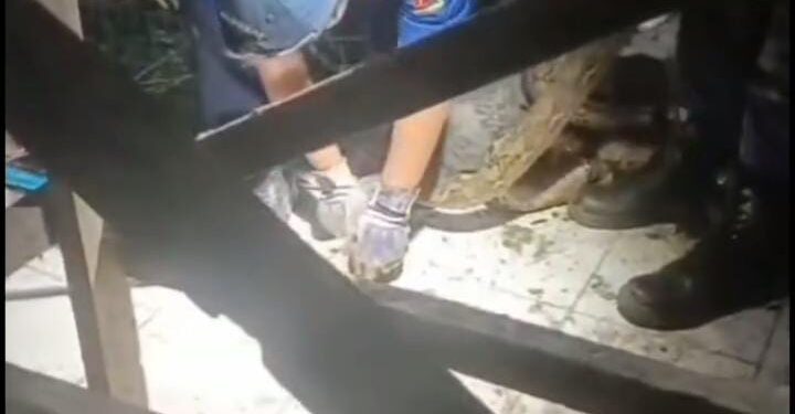 Hih Serem! Ular Sanca Masuk Rumah Warga di Cipaku Bogor, Ditemukan sedang Melilit Kucing