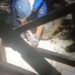 Hih Serem! Ular Sanca Masuk Rumah Warga di Cipaku Bogor, Ditemukan sedang Melilit Kucing