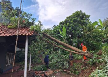 Pohon Setinggi 20 Meter Tumbang Timpa Rumah di Mekarwangi Bogor