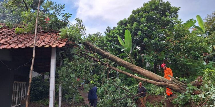 Pohon Setinggi 20 Meter Tumbang Timpa Rumah di Mekarwangi Bogor