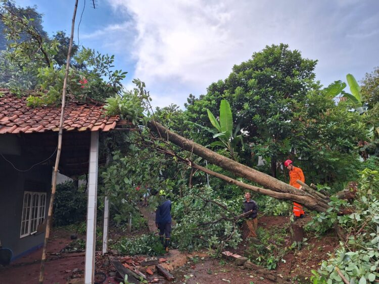 Pohon Setinggi 20 Meter Tumbang Timpa Rumah di Mekarwangi Bogor