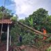 Pohon Setinggi 20 Meter Tumbang Timpa Rumah di Mekarwangi Bogor