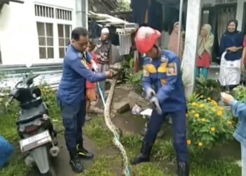 Serem! Petugas Damkar Evakuasi Ular Sanca 2 Meter dari Atap Rumah Warga di Tajur Bogor