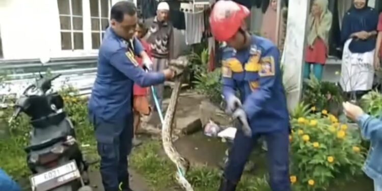 Serem! Petugas Damkar Evakuasi Ular Sanca 2 Meter dari Atap Rumah Warga di Tajur Bogor