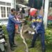 Serem! Petugas Damkar Evakuasi Ular Sanca 2 Meter dari Atap Rumah Warga di Tajur Bogor
