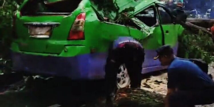 Pohon Tumbang Timpa Angkot hingga Ringsek di Sukasari Bogor, Beruntung Tidak Ada Korban Jiwa