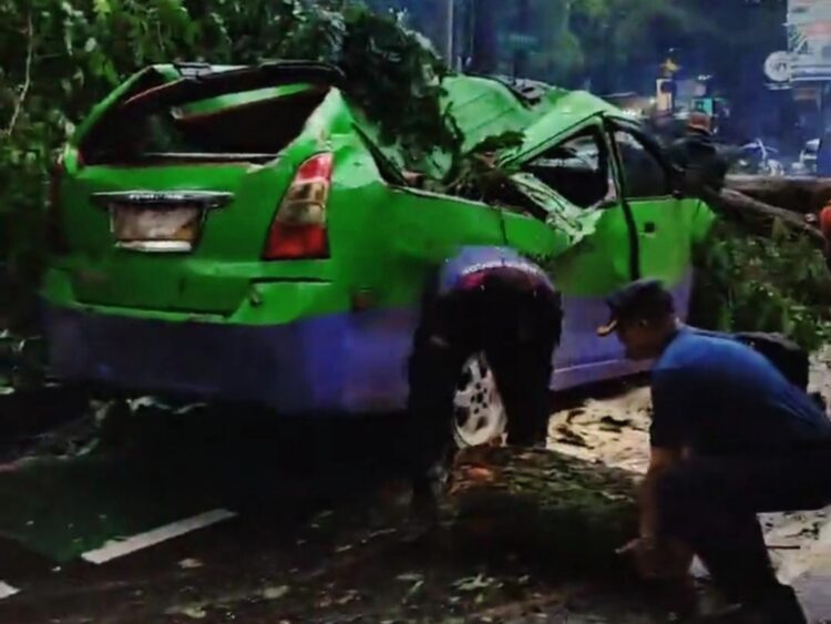 Pohon Tumbang Timpa Angkot hingga Ringsek di Sukasari Bogor, Beruntung Tidak Ada Korban Jiwa