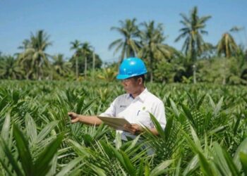 Akselerasi Peremajaan Sawit Rakyat, PTPN IV PalmCo, Subholding dari Holding Perkebunan Nusantara Salurkan 6 Juta Bibit Unggul