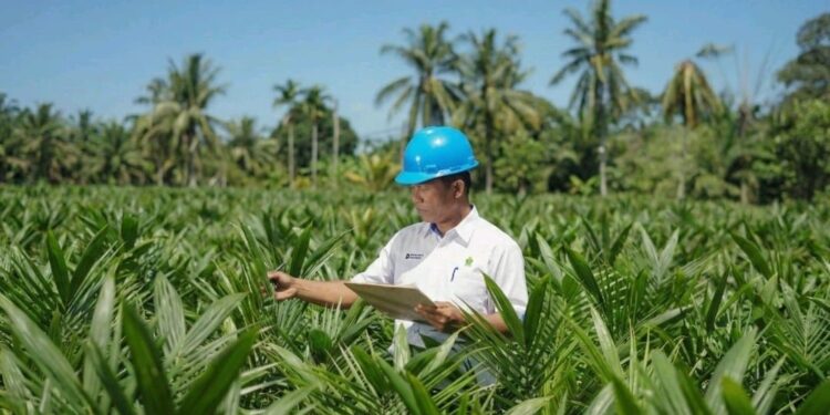 Akselerasi Peremajaan Sawit Rakyat, PTPN IV PalmCo, Subholding dari Holding Perkebunan Nusantara Salurkan 6 Juta Bibit Unggul