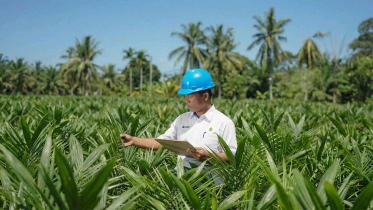 Akselerasi Peremajaan Sawit Rakyat, PTPN IV PalmCo, Subholding dari Holding Perkebunan Nusantara Salurkan 6 Juta Bibit Unggul
