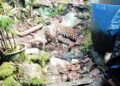 Macan Tutul Masuk Pemukiman Warga di Puncak Bogor, Kondisinya Ditemukan Terkapar
