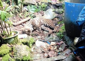 Macan Tutul Masuk Pemukiman Warga di Puncak Bogor, Kondisinya Ditemukan Terkapar
