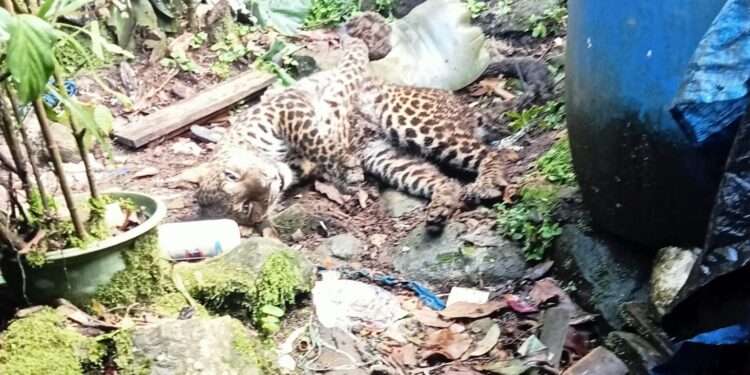 Macan Tutul Masuk Pemukiman Warga di Puncak Bogor, Kondisinya Ditemukan Terkapar