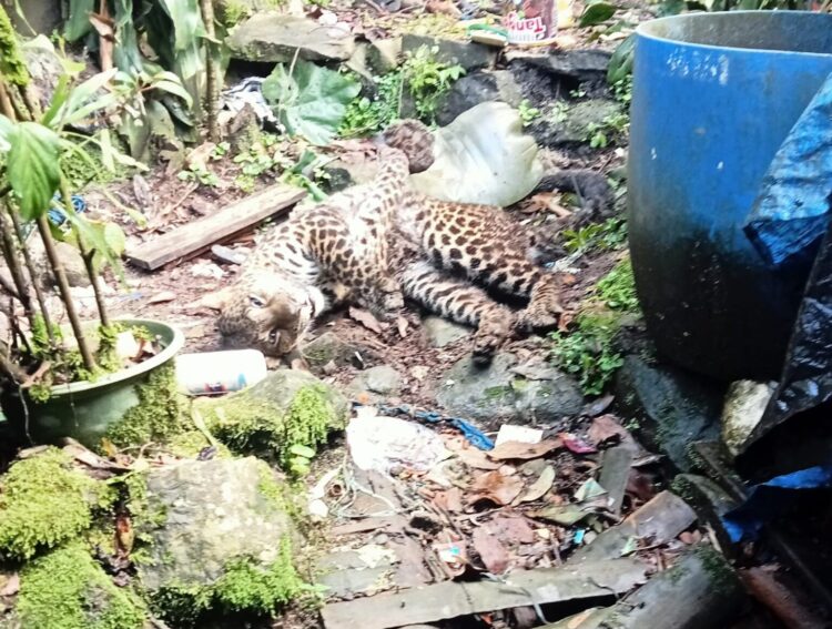 Macan Tutul Masuk Pemukiman Warga di Puncak Bogor, Kondisinya Ditemukan Terkapar