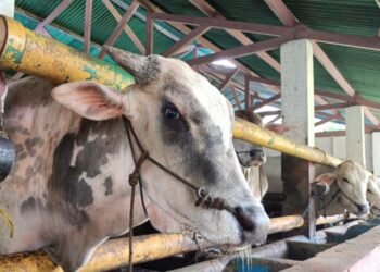 Kebutuhan Hewan Kurban Bogor Belum Mandiri, 60 Persen Datang dari Luar Provinsi