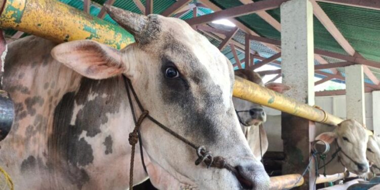 Kebutuhan Hewan Kurban Bogor Belum Mandiri, 60 Persen Datang dari Luar Provinsi