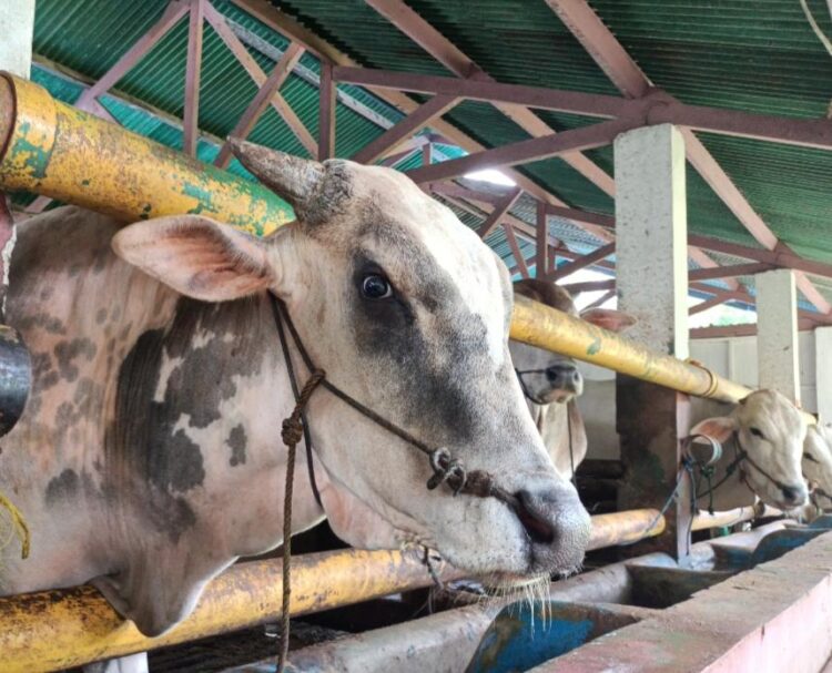 Kebutuhan Hewan Kurban Bogor Belum Mandiri, 60 Persen Datang dari Luar Provinsi