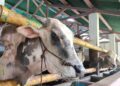 Pemkab Bogor Larang Pembagian Daging Kurban Gunakan Kantong Plastik saat Idul Adha 2026, Ini Aturannya
