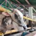 Pemkab Bogor Larang Pembagian Daging Kurban Gunakan Kantong Plastik saat Idul Adha 2026, Ini Aturannya