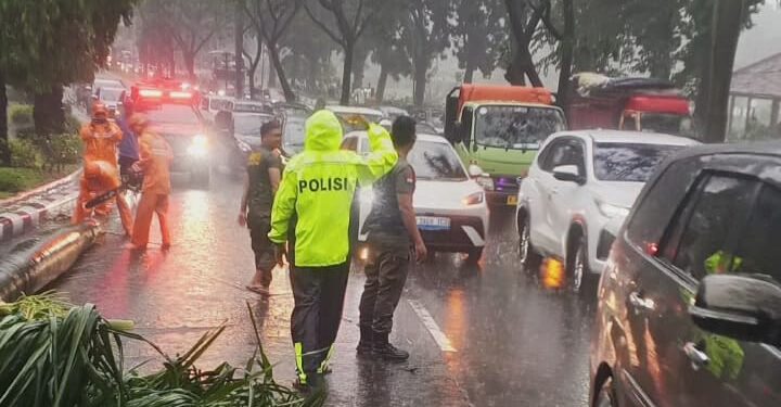 Tragis! Pemotor Tewas Tertimpa Pohon Palem di Jalan Tegar Beriman Cibinong
