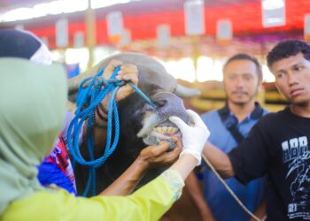 Cara Cek Hewan Kurban Sehat Menurut Pemkot Bogor, Mulai dari Hidung hingga Gigi