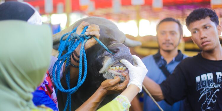 Cara Cek Hewan Kurban Sehat Menurut Pemkot Bogor, Mulai dari Hidung hingga Gigi