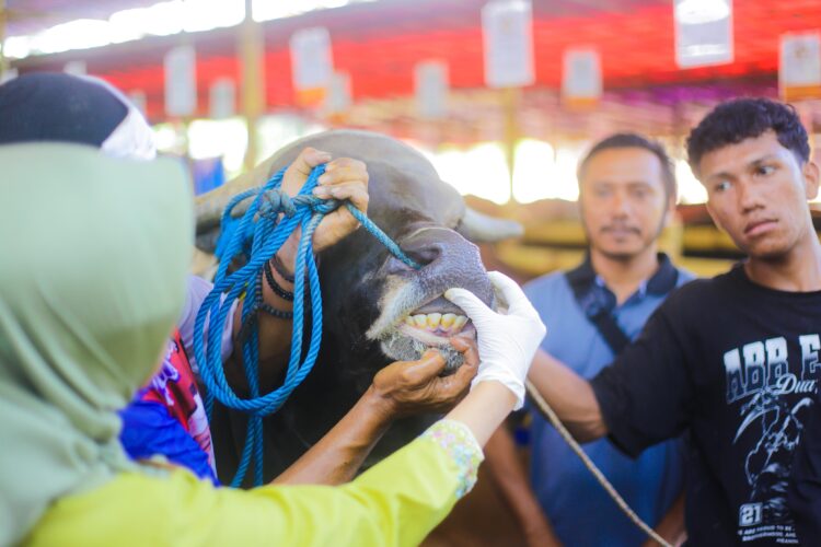 Cara Cek Hewan Kurban Sehat Menurut Pemkot Bogor, Mulai dari Hidung hingga Gigi