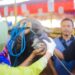 Cara Cek Hewan Kurban Sehat Menurut Pemkot Bogor, Mulai dari Hidung hingga Gigi