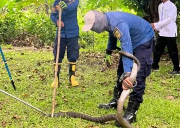 Heboh King Kobra Masuk Rumah Warga di Bogor, Petugas Evakuasi Selama 1,5 Jam