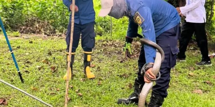 Heboh King Kobra Masuk Rumah Warga di Bogor, Petugas Evakuasi Selama 1,5 Jam