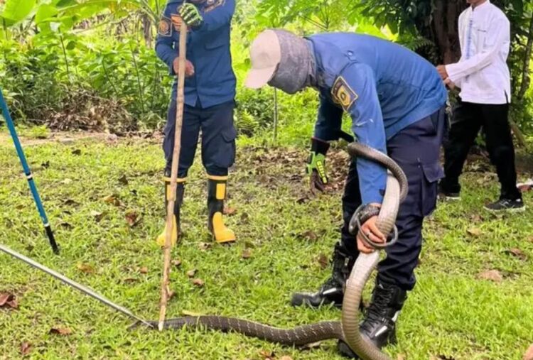 Heboh King Kobra Masuk Rumah Warga di Bogor, Petugas Evakuasi Selama 1,5 Jam