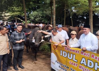 Prabowo Kurban Sapi Limosin 1,2 Ton untuk Warga Bogor, Total Ada 108 Ekor