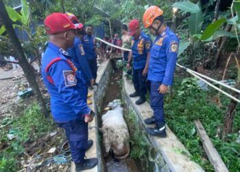 Viral Sapi Kurban Ngamuk hingga Terperosok Masuk Selokan di Babakan Madang, Warga Sempat Panik