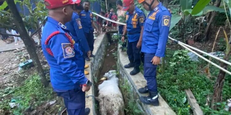 Viral Sapi Kurban Ngamuk hingga Terperosok Masuk Selokan di Babakan Madang, Warga Sempat Panik