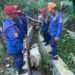 Viral Sapi Kurban Ngamuk hingga Terperosok Masuk Selokan di Babakan Madang, Warga Sempat Panik