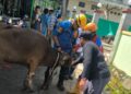 Sapi Kurban Ngamuk Saat Hendak Disembelih di Cibinong, Warga Berhamburan Ketakutan