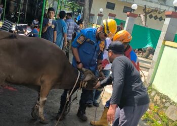 Sapi Kurban Ngamuk Saat Hendak Disembelih di Cibinong, Warga Berhamburan Ketakutan