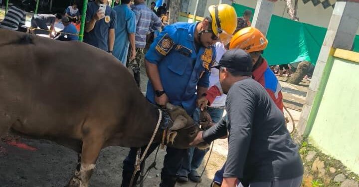 Sapi Kurban Ngamuk Saat Hendak Disembelih di Cibinong, Warga Berhamburan Ketakutan