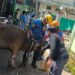 Sapi Kurban Ngamuk Saat Hendak Disembelih di Cibinong, Warga Berhamburan Ketakutan