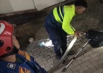 Warga Bogor Digegerkan Kemunculan King Kobra Sepanjang 4 Meter di Rumahnya