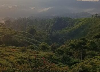 Ironi Desa Malasari Bogor! Punya Emas dan Kebun Teh, Tapi Sekolah Masih Tertinggal