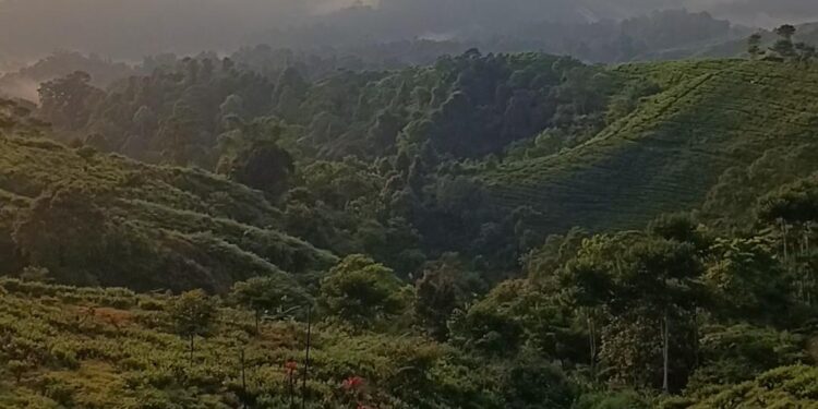 Ironi Desa Malasari Bogor! Punya Emas dan Kebun Teh, Tapi Sekolah Masih Tertinggal