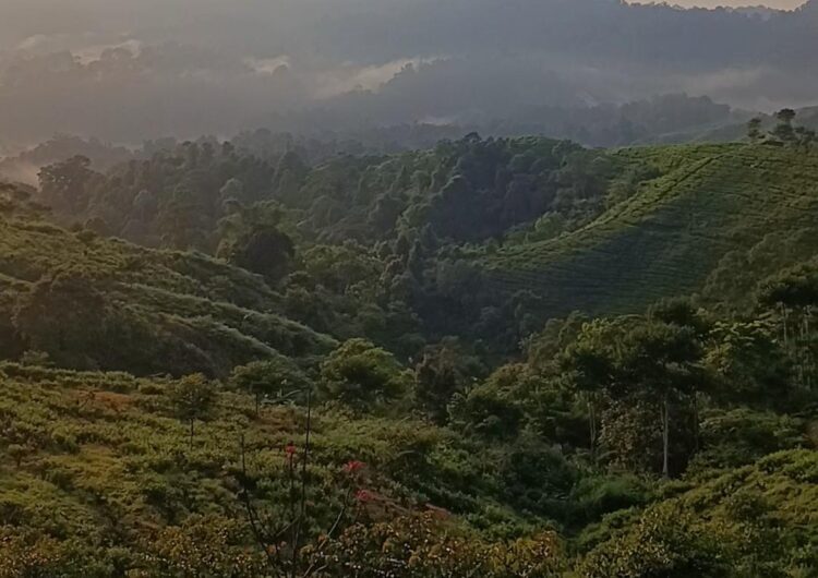 Ironi Desa Malasari Bogor! Punya Emas dan Kebun Teh, Tapi Sekolah Masih Tertinggal