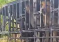 Tragis! Niat Mancing, Bocah 9 Tahun Tewas Diserang Puluhan Anjing Pemburu di Jasinga Bogor
