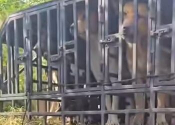 Tragis! Niat Mancing, Bocah 9 Tahun Tewas Diserang Puluhan Anjing Pemburu di Jasinga Bogor